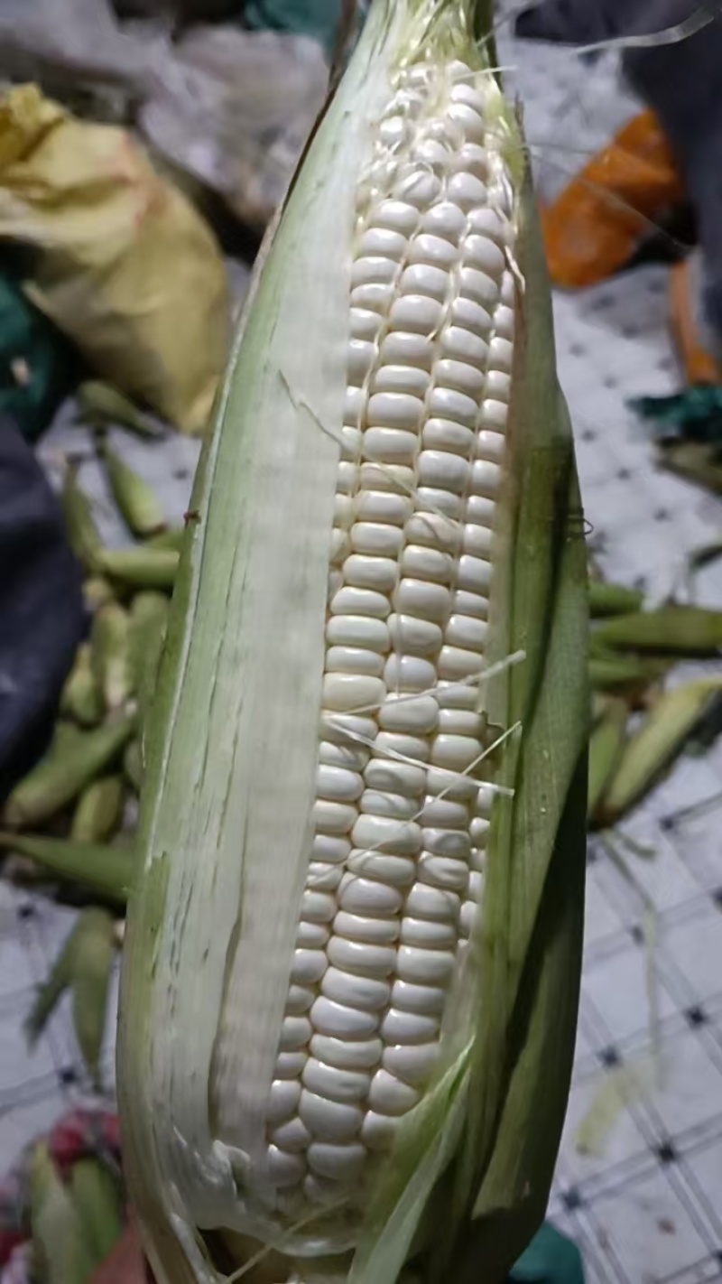 甜糯玉米，精品玉米自家种植品种齐全品质把控售后有保障