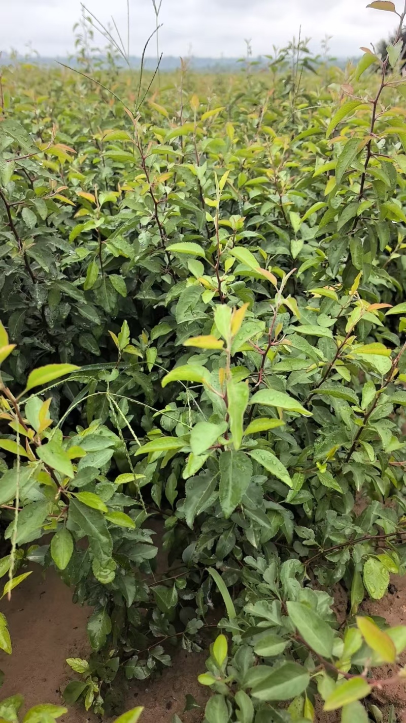 杜梨树苗可嫁接各种梨树苗盆栽地栽南方北方