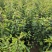 杜梨树苗可嫁接各种梨树苗盆栽地栽南方北方