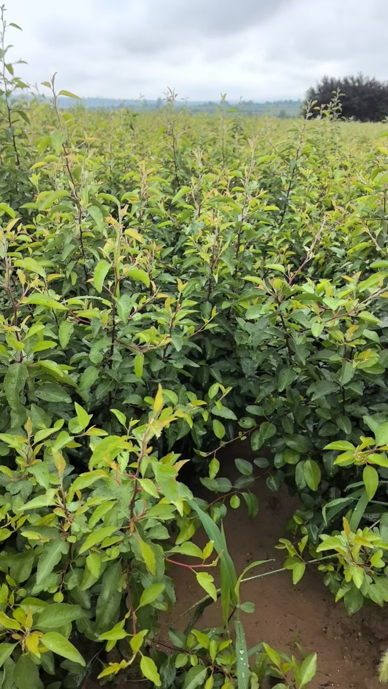 杜梨树苗可嫁接各种梨树苗盆栽地栽南方北方