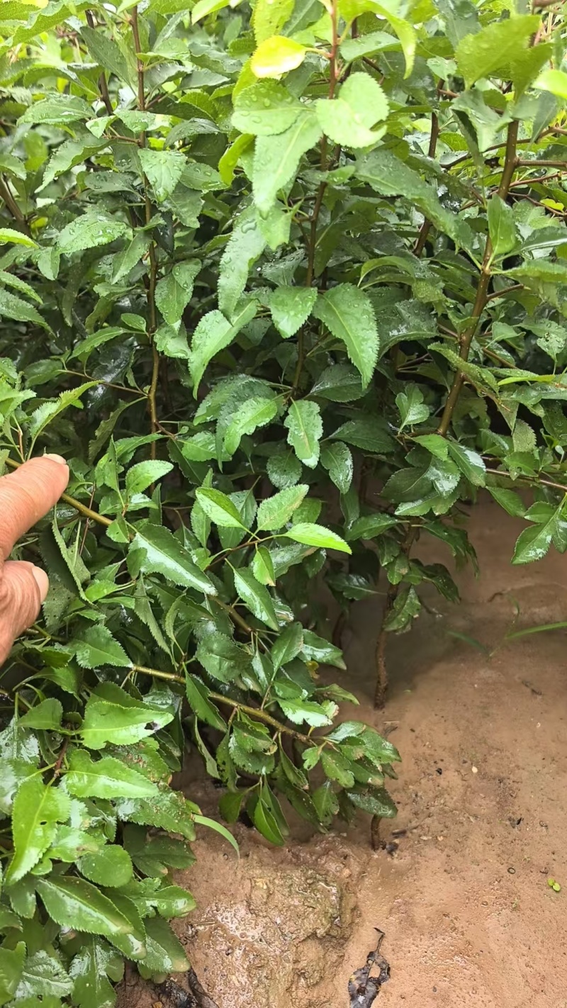 杜梨树苗可嫁接各种梨树苗盆栽地栽南方北方