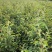 杜梨树苗可嫁接各种梨树苗盆栽地栽南方北方