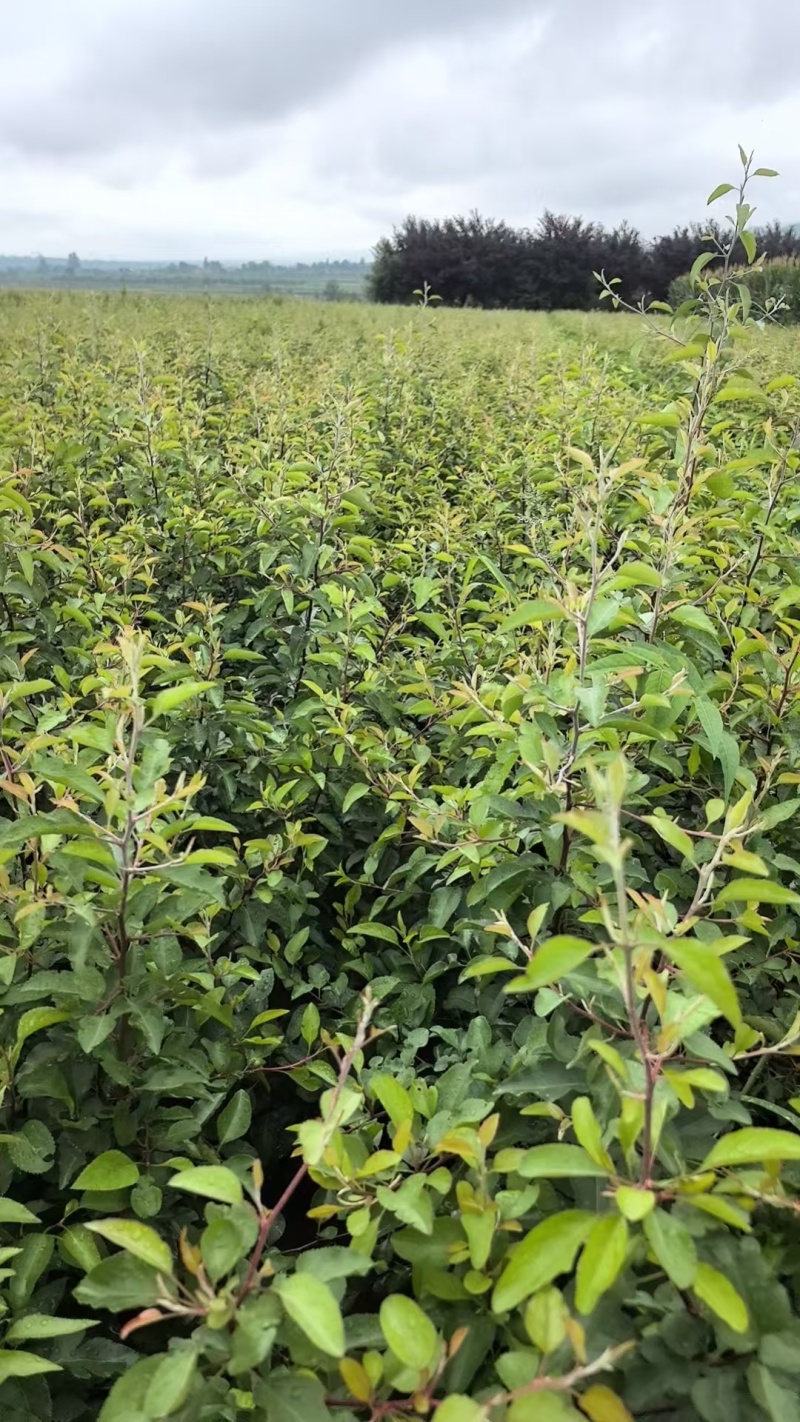 杜梨树苗可嫁接各种梨树苗盆栽地栽南方北方