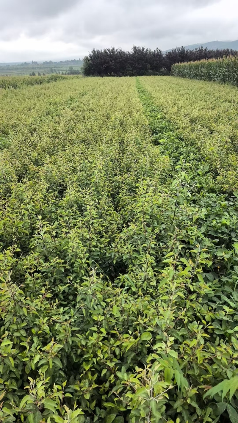 杜梨树苗可嫁接各种梨树苗盆栽地栽南方北方