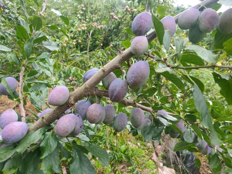 新疆西梅产地直发对接电商市场商超可视频看货