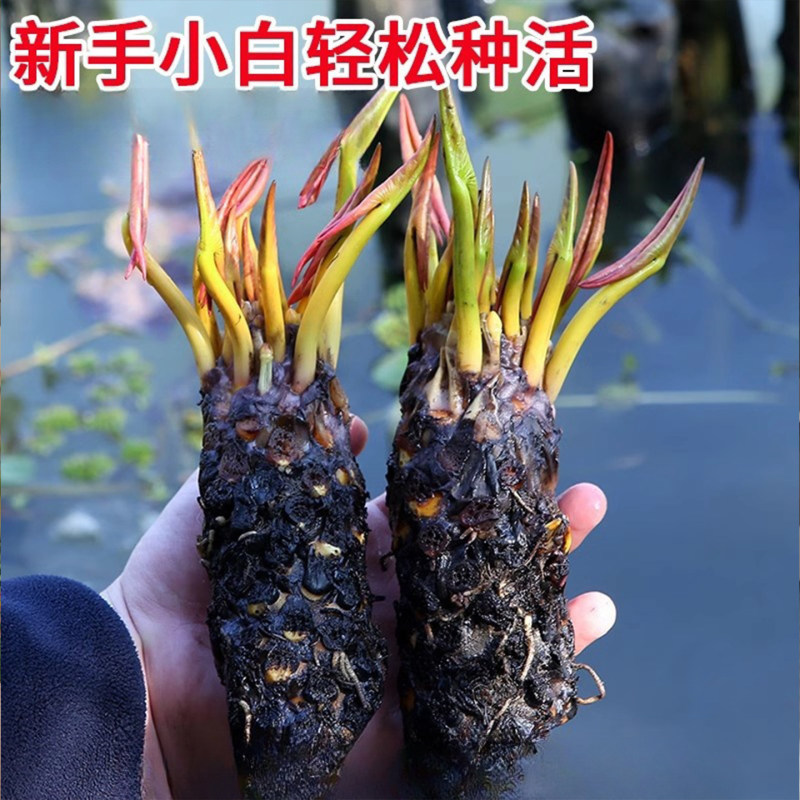 睡莲根块水培植物四季水养荷花水莲花盆栽花卉水池塘大睡莲水