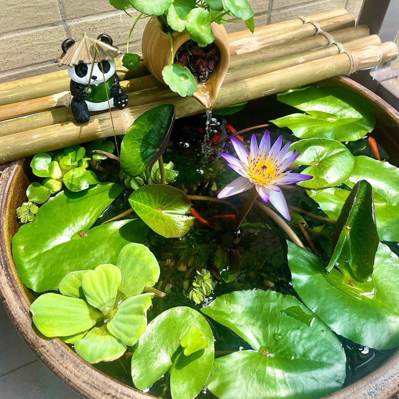 睡莲根块水培植物四季水养荷花水莲花盆栽花卉水池塘大睡莲水