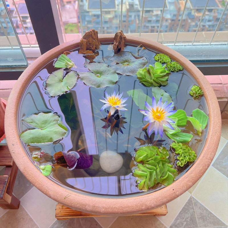 睡莲根块水培植物四季水养荷花水莲花盆栽花卉水池塘大睡莲水
