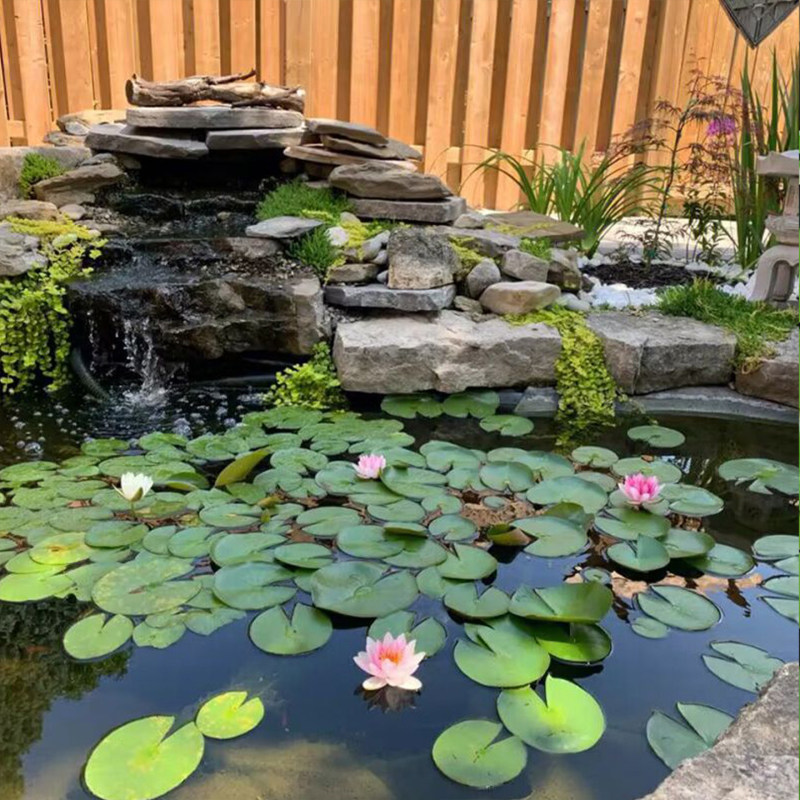 睡莲根块水培植物四季水养荷花水莲花盆栽花卉水池塘大睡莲水