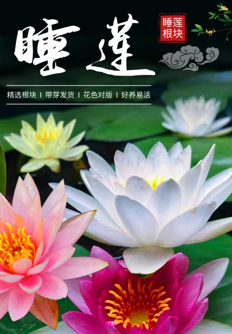 睡莲根块水培植物四季水养荷花水莲花盆栽花卉水池塘大睡莲水