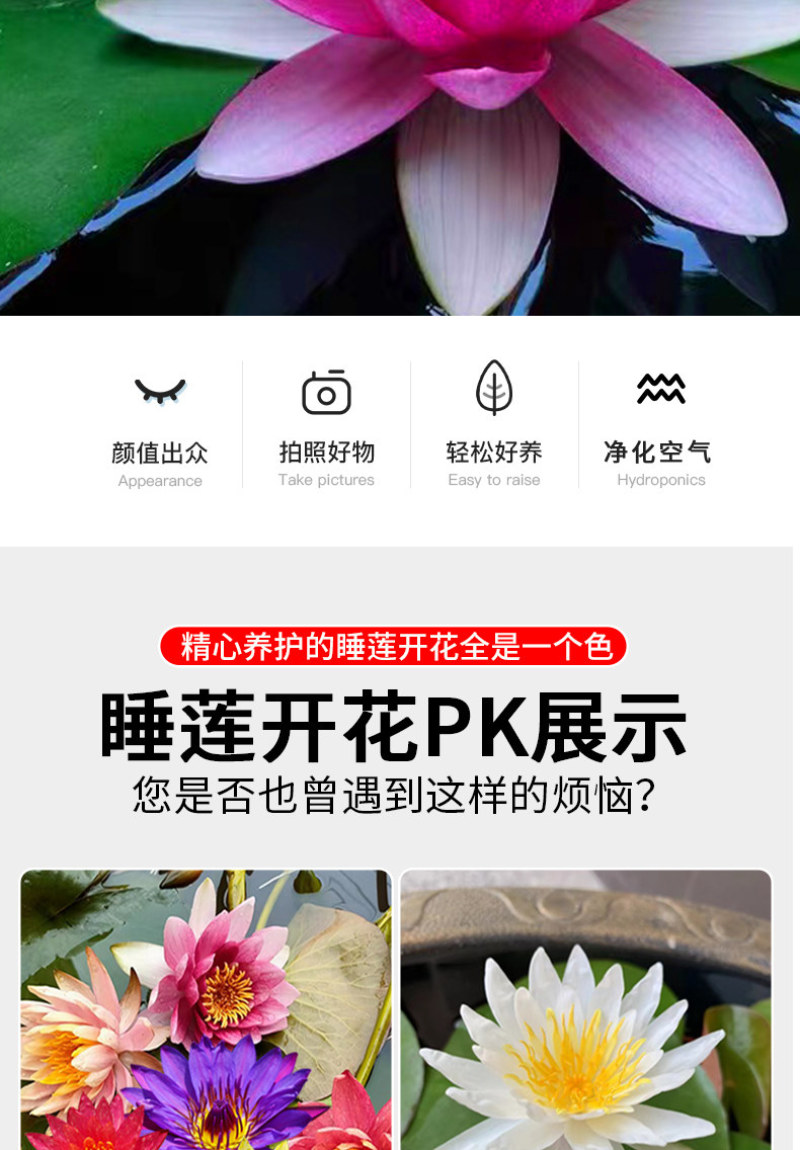 睡莲根块水培植物四季水养荷花水莲花盆栽花卉水池塘大睡莲水