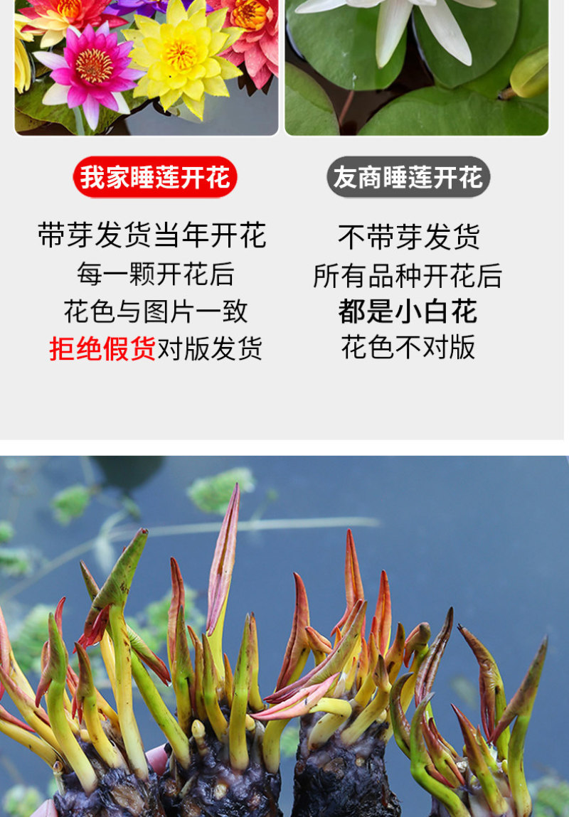 睡莲根块水培植物四季水养荷花水莲花盆栽花卉水池塘大睡莲水