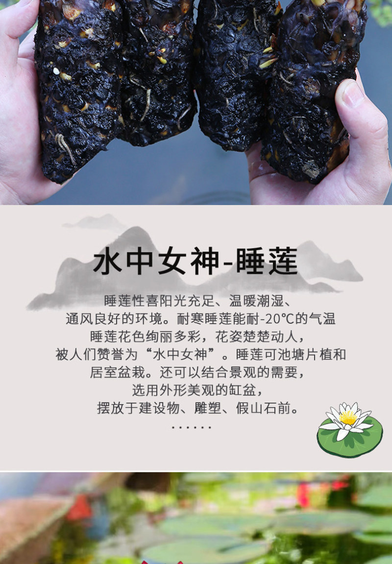 睡莲根块水培植物四季水养荷花水莲花盆栽花卉水池塘大睡莲水