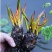 睡莲根块水培植物四季水养荷花水莲花盆栽花卉水池塘大睡莲水