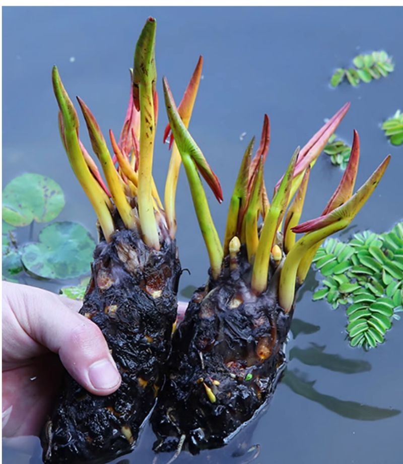 睡莲根块水培植物四季水养荷花水莲花盆栽花卉水池塘大睡莲水