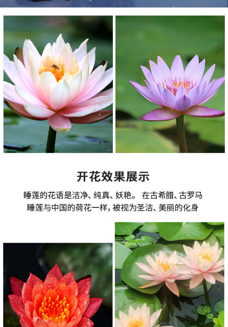 睡莲根块水培植物四季水养荷花水莲花盆栽花卉水池塘大睡莲水