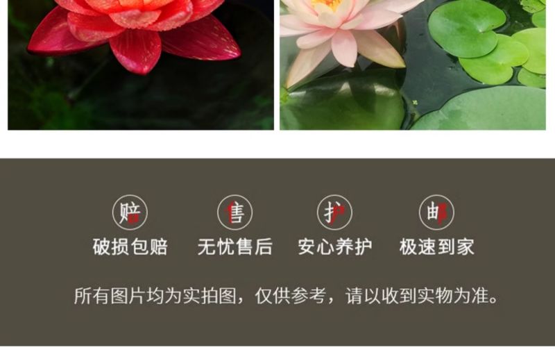 睡莲根块水培植物四季水养荷花水莲花盆栽花卉水池塘大睡莲水