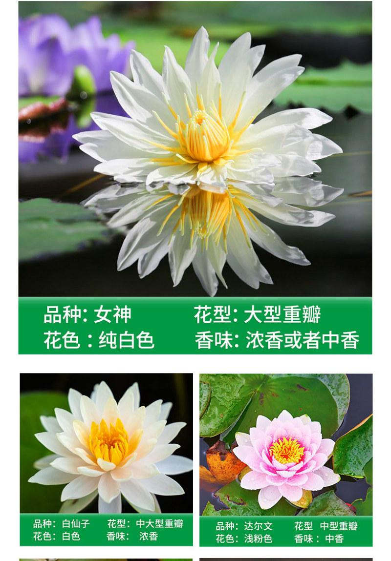 睡莲根块水培植物四季水养荷花水莲花盆栽花卉水池塘大睡莲水