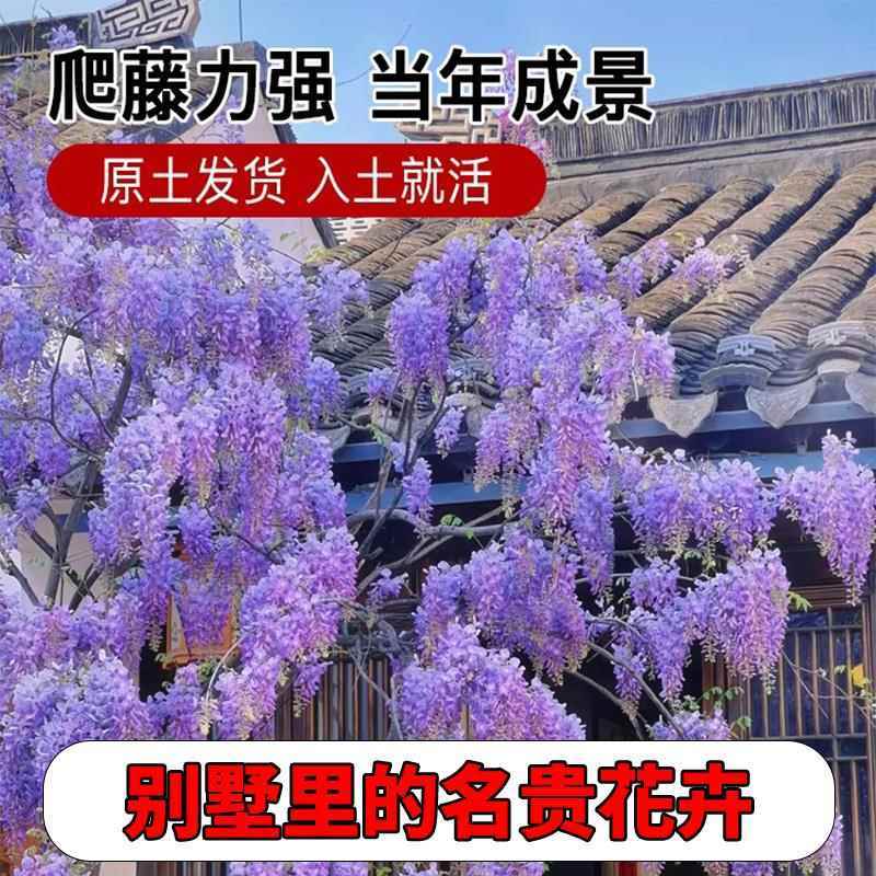 紫藤花树苗爬藤植物多花紫藤萝树苗阳台四季盆栽庭院老桩花卉