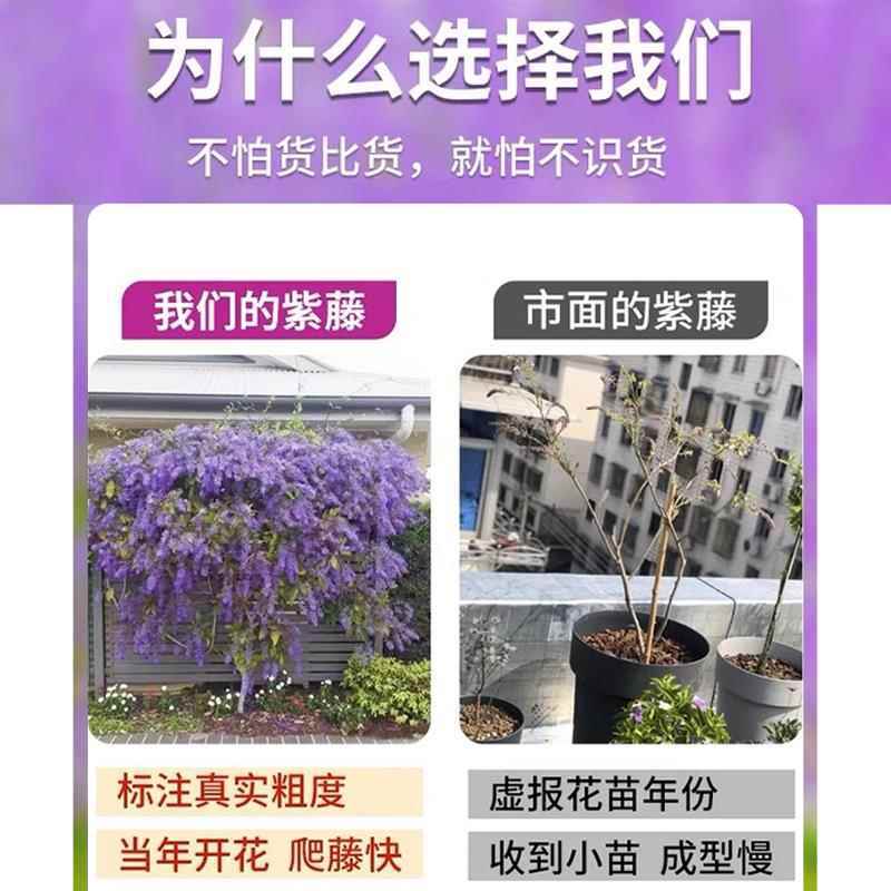 紫藤花树苗爬藤植物多花紫藤萝树苗阳台四季盆栽庭院老桩花卉