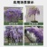 紫藤花树苗爬藤植物多花紫藤萝树苗阳台四季盆栽庭院老桩花卉