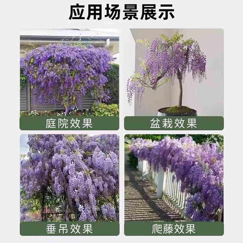 紫藤花树苗爬藤植物多花紫藤萝树苗阳台四季盆栽庭院老桩花卉