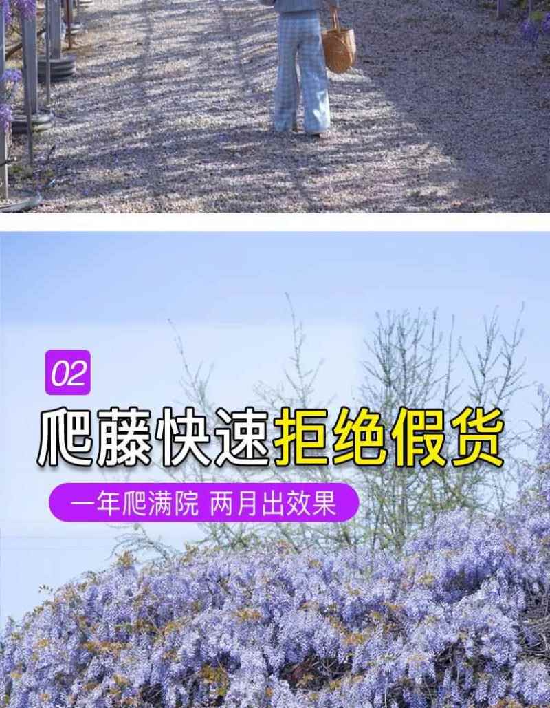 紫藤花树苗爬藤植物多花紫藤萝树苗阳台四季盆栽庭院老桩花卉