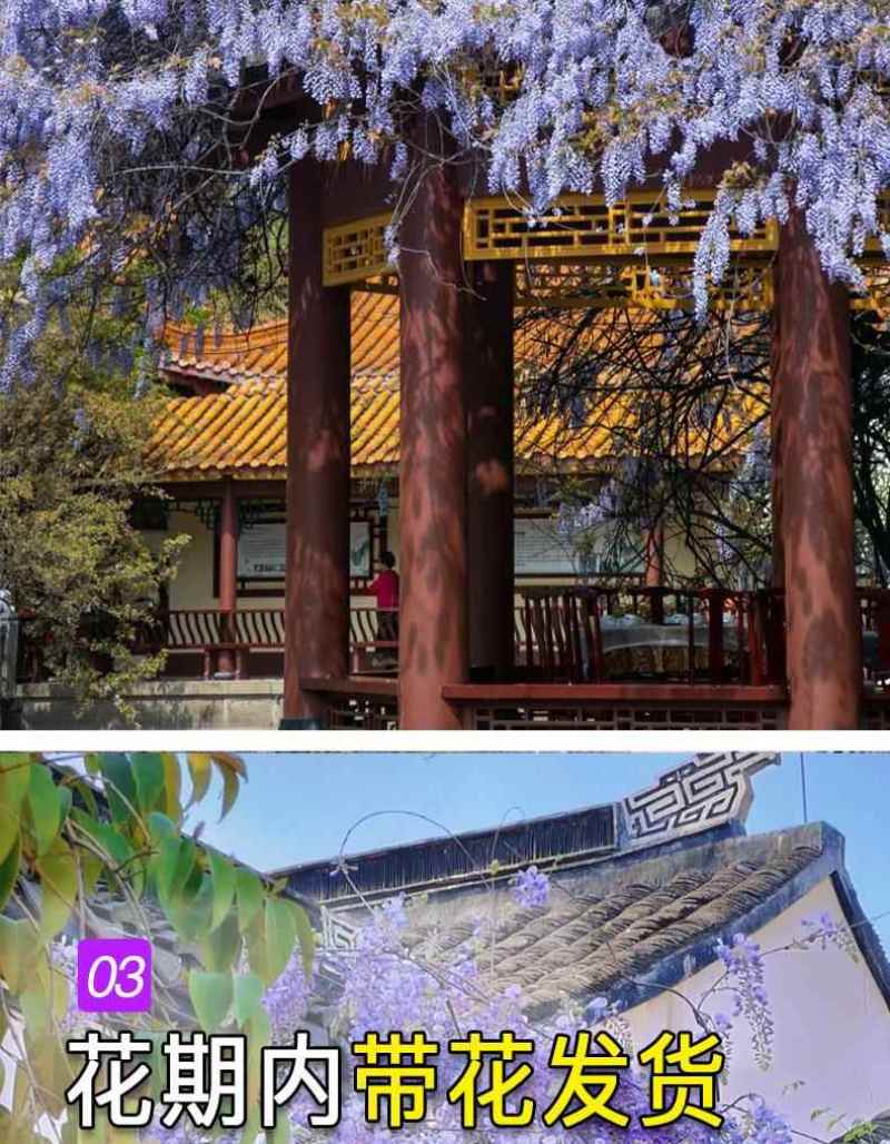 紫藤花树苗爬藤植物多花紫藤萝树苗阳台四季盆栽庭院老桩花卉