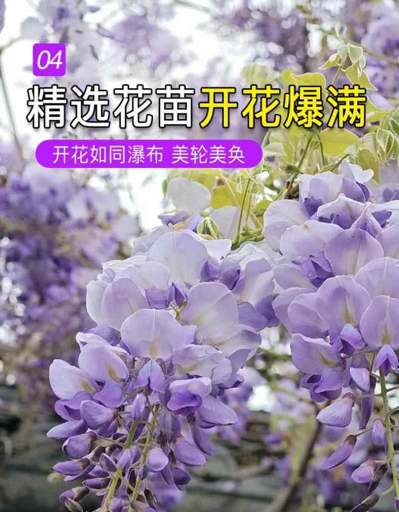 紫藤花树苗爬藤植物多花紫藤萝树苗阳台四季盆栽庭院老桩花卉