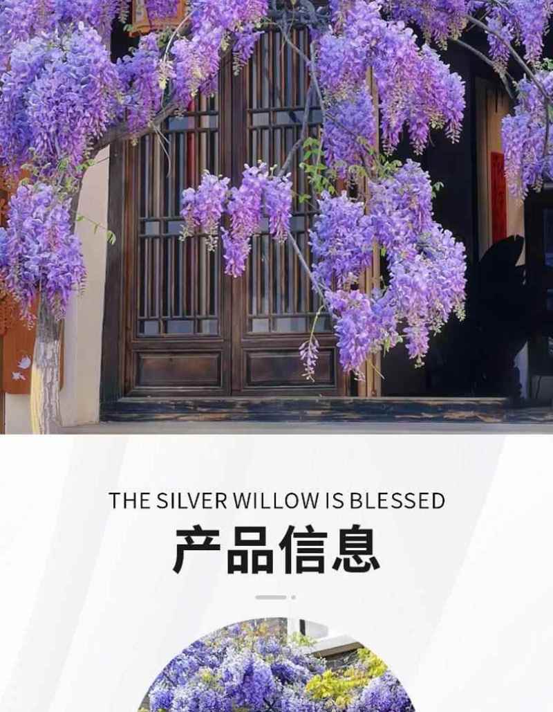 紫藤花树苗爬藤植物多花紫藤萝树苗阳台四季盆栽庭院老桩花卉
