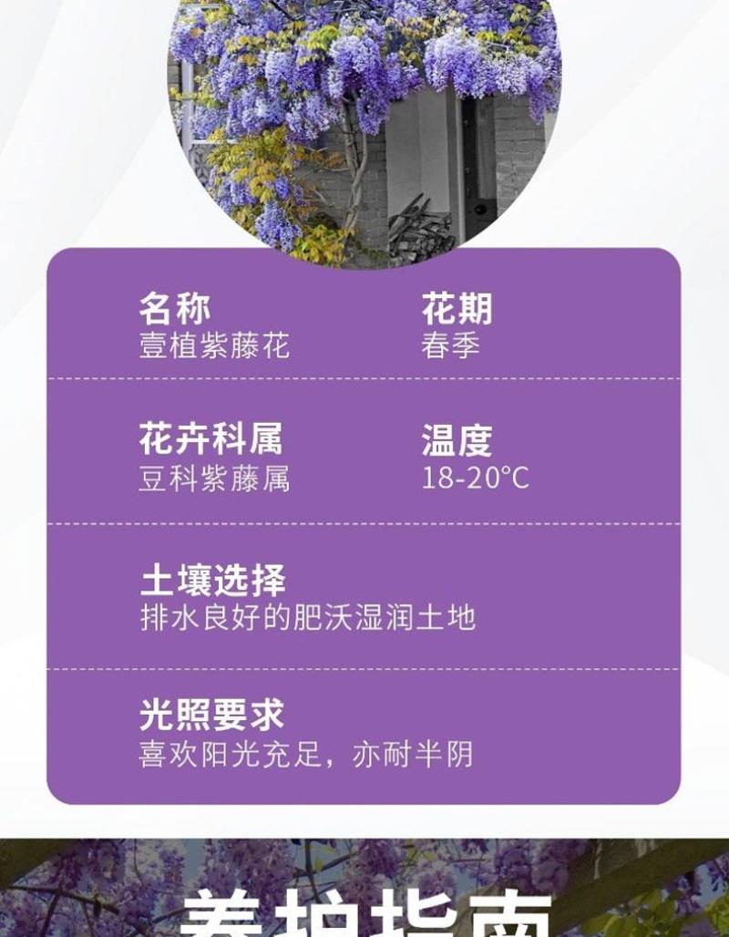 紫藤花树苗爬藤植物多花紫藤萝树苗阳台四季盆栽庭院老桩花卉
