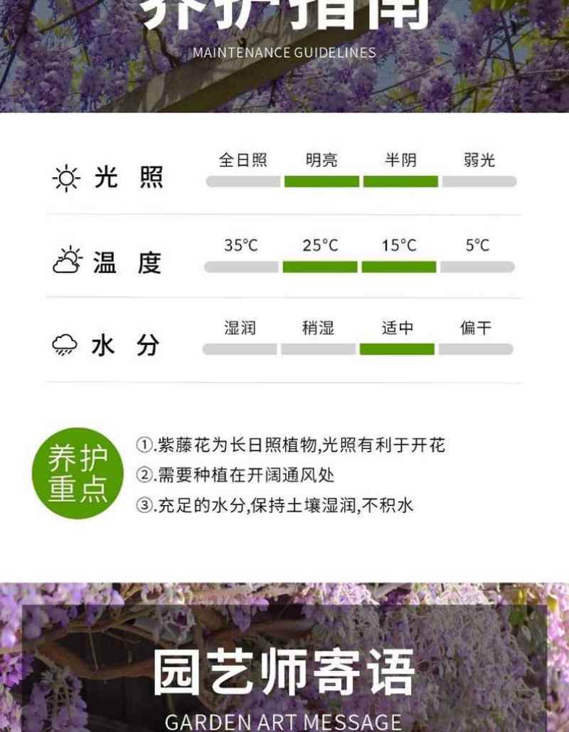 紫藤花树苗爬藤植物多花紫藤萝树苗阳台四季盆栽庭院老桩花卉