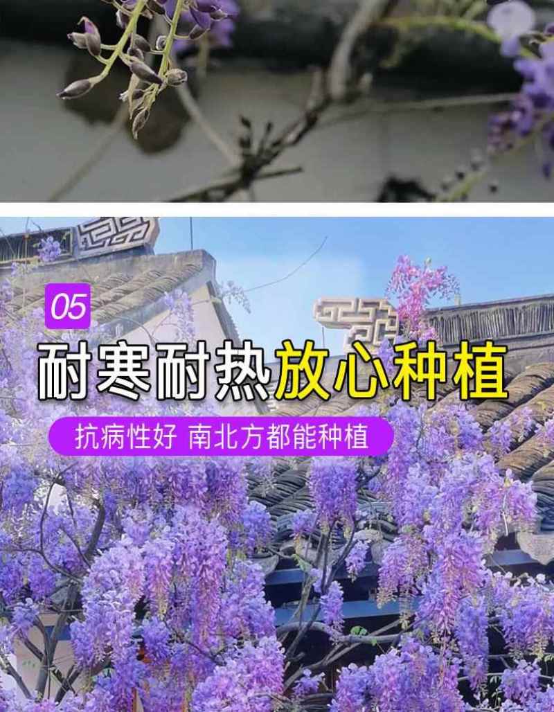 紫藤花树苗爬藤植物多花紫藤萝树苗阳台四季盆栽庭院老桩花卉