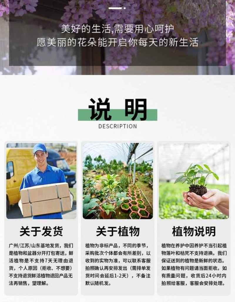 紫藤花树苗爬藤植物多花紫藤萝树苗阳台四季盆栽庭院老桩花卉
