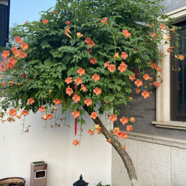 凌霄花苗爬藤植物大苗老桩树苗耐寒室外庭院院墙绿植粉色炮仗