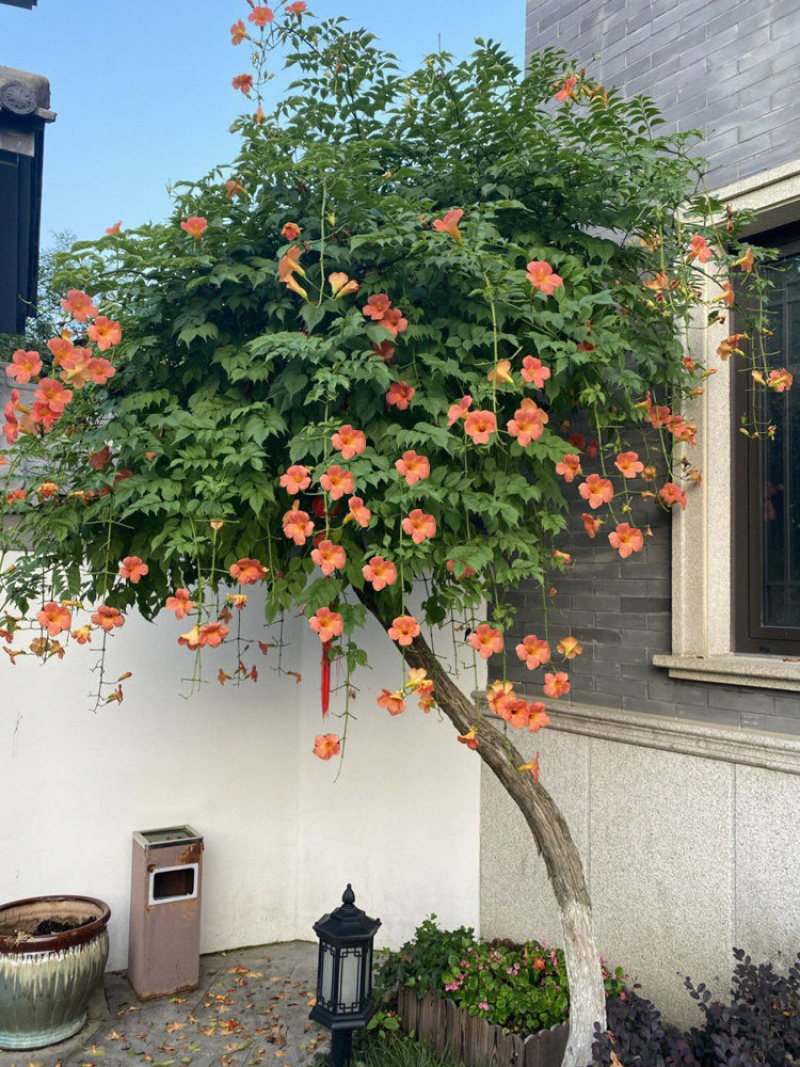 凌霄花苗爬藤植物大苗老桩树苗耐寒室外庭院院墙绿植粉色炮仗