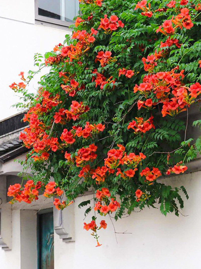 凌霄花苗爬藤植物大苗老桩树苗耐寒室外庭院院墙绿植粉色炮仗