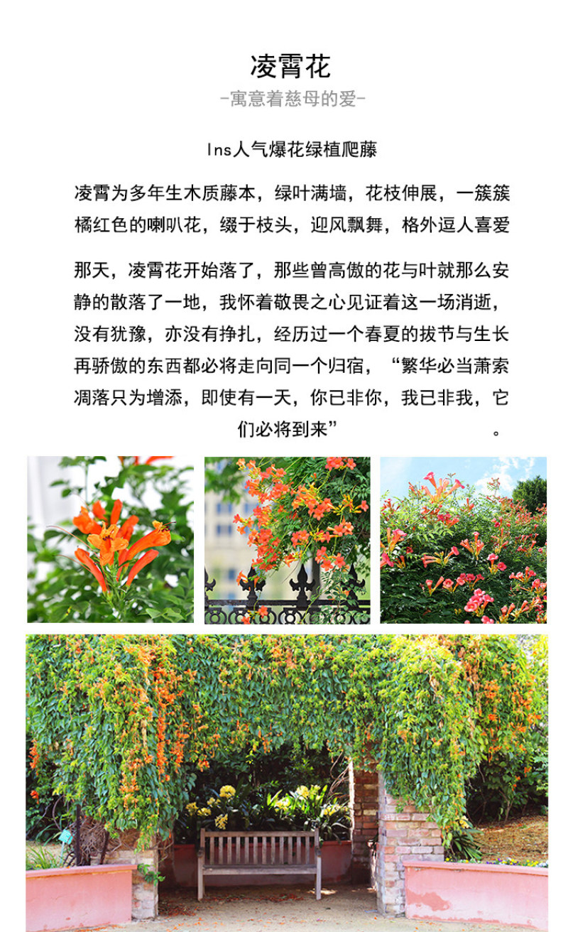 凌霄花苗爬藤植物大苗老桩树苗耐寒室外庭院院墙绿植粉色炮仗