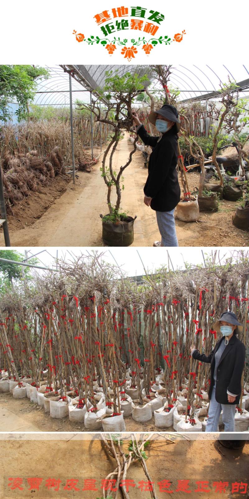凌霄花苗爬藤植物大苗老桩树苗耐寒室外庭院院墙绿植粉色炮仗