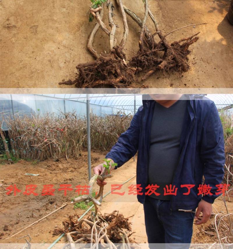 凌霄花苗爬藤植物大苗老桩树苗耐寒室外庭院院墙绿植粉色炮仗
