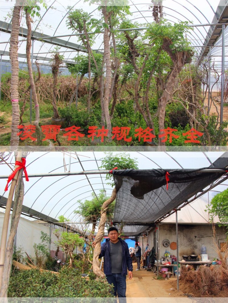 凌霄花苗爬藤植物大苗老桩树苗耐寒室外庭院院墙绿植粉色炮仗