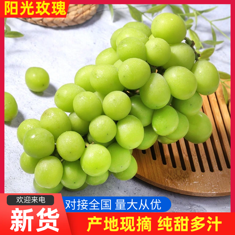 精品葡萄阳光玫瑰口感好诚信种植产地直发量大价优全国