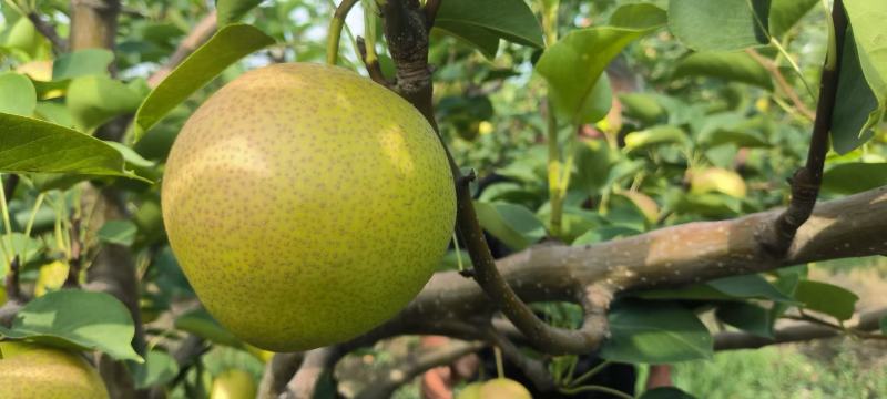 【推荐】陕西早红蜜梨(优系十四)大量上市价格美丽欢迎来电