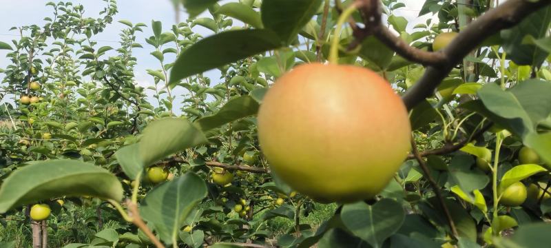 【推荐】陕西早红蜜梨(优系十四)大量上市价格美丽欢迎来电