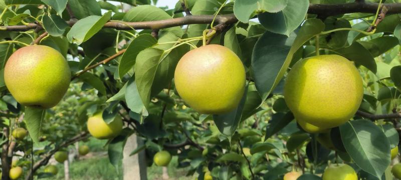 【推荐】陕西早红蜜梨(优系十四)大量上市价格美丽欢迎来电