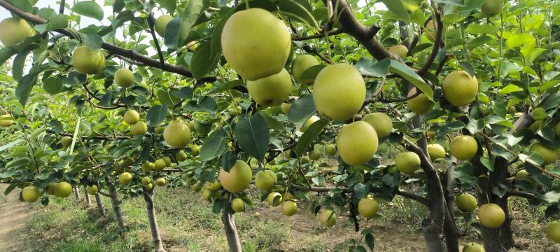 【推荐】陕西早红蜜梨(优系十四)大量上市价格美丽欢迎来电