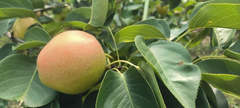 【推荐】陕西早红蜜梨(优系十四)大量上市价格美丽欢迎来电