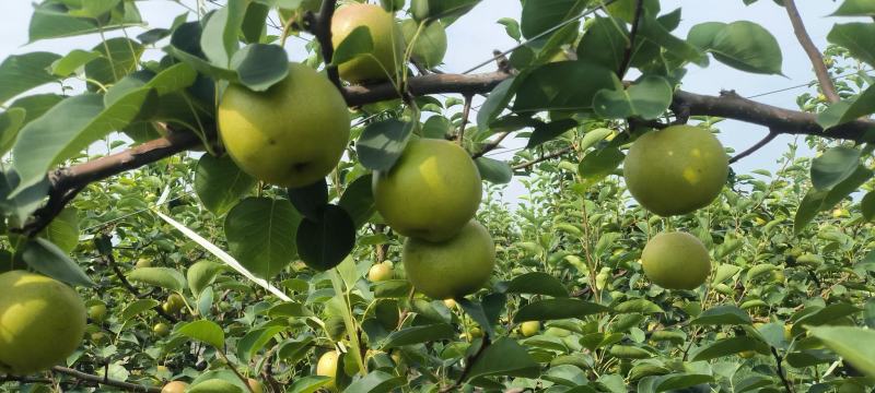 【推荐】陕西早红蜜梨(优系十四)大量上市价格美丽欢迎来电