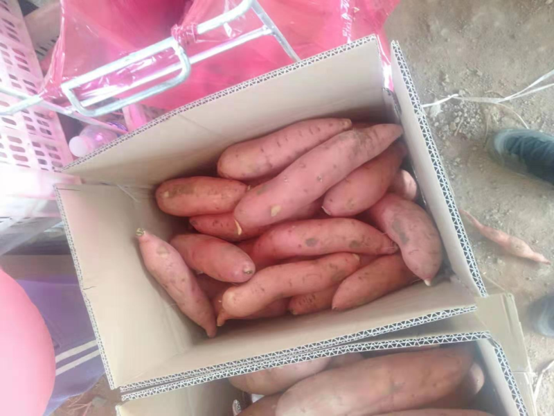 【龙薯9】河北龙薯九号大量上市保质保量一手货源可视频看