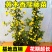 黄木香花苗爬藤植物庭院花卉盆栽木香树苗无刺蔷薇